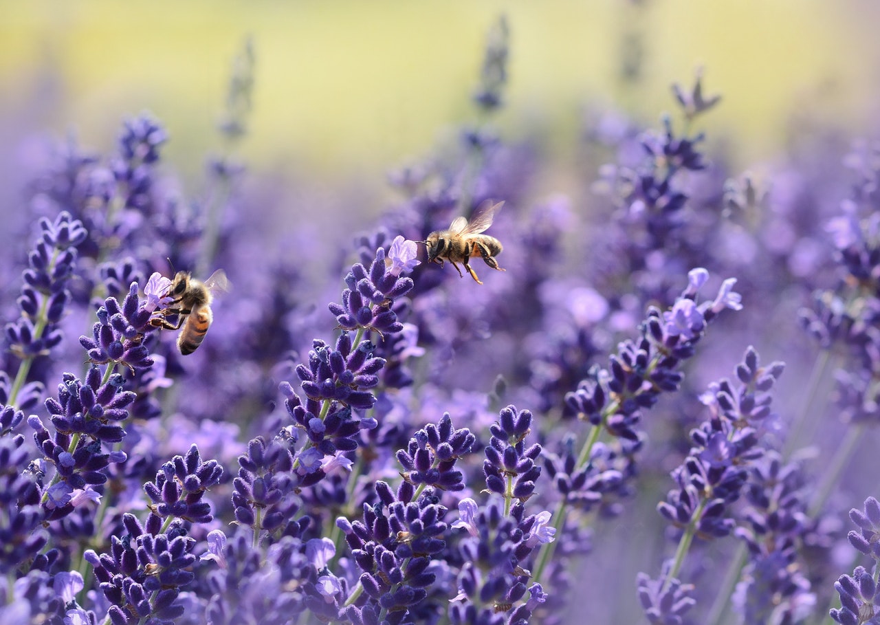 Lavendelöl - Hausmittel gegen Insektenstiche, Bienenstiche, Verbrennungen & Co